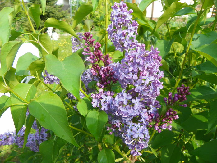 liliac Congo - Copacei si arbusti 2015