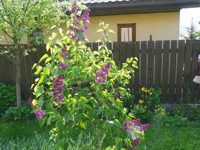 liliac Sensation - Copacei si arbusti 2015