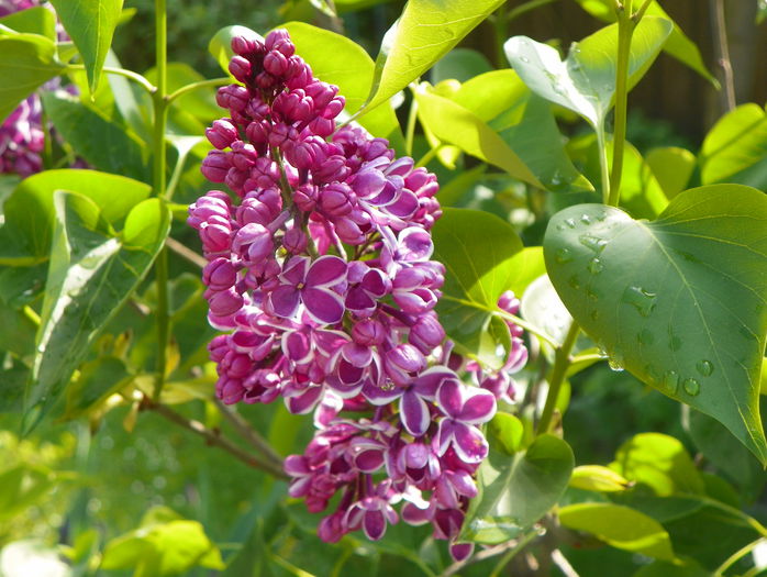 liliac Sensation - Copacei si arbusti 2015