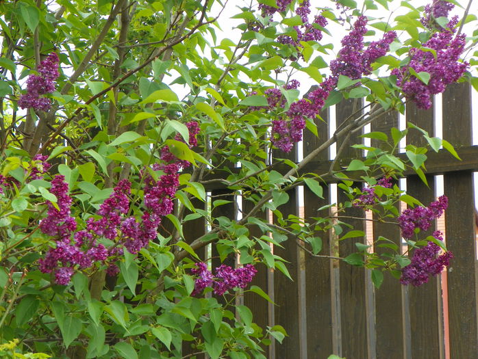 liliac Charles Joly - Copacei si arbusti 2015