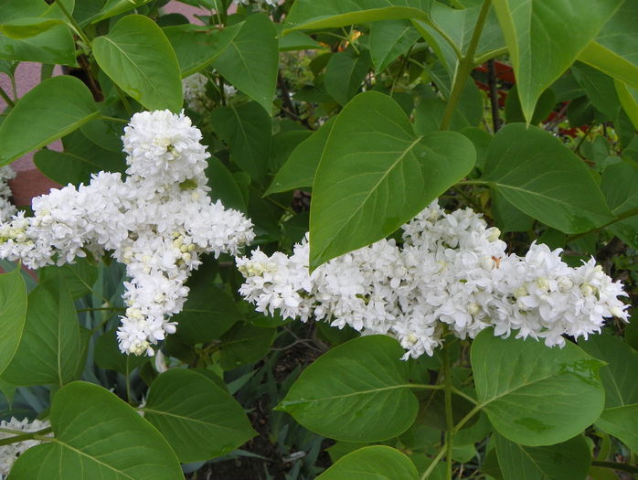 liliac Mme. Lemoine - Copacei si arbusti 2015