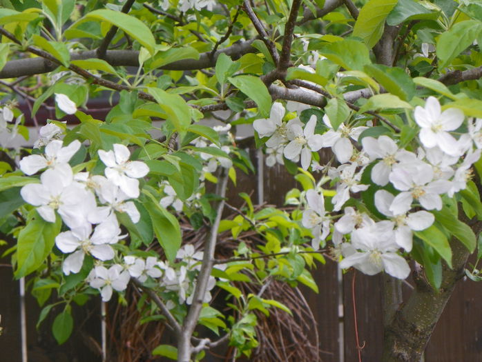 flori de mar - Copacei si arbusti 2015