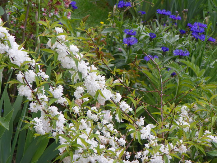 prunus gland. Alba Plena - Copacei si arbusti 2015