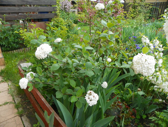 viburnum carlcephalum - Copacei si arbusti 2015