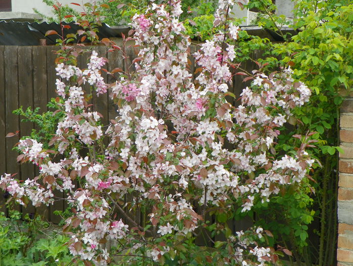 malus Rudolph - Copacei si arbusti 2015