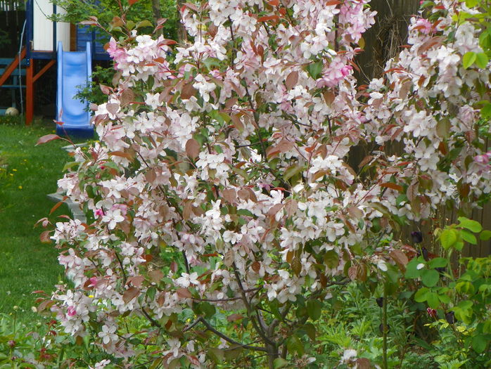 malus Rudolph - Copacei si arbusti 2015