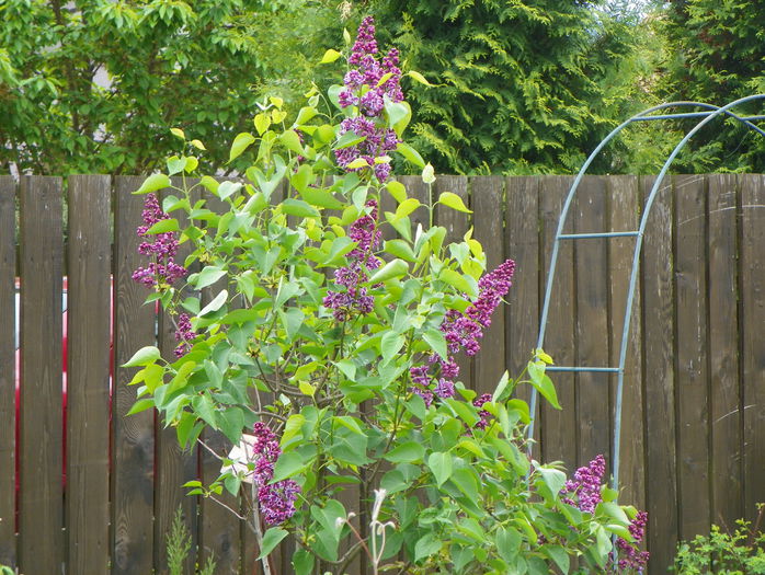 liliac Sensation - Copacei si arbusti 2015