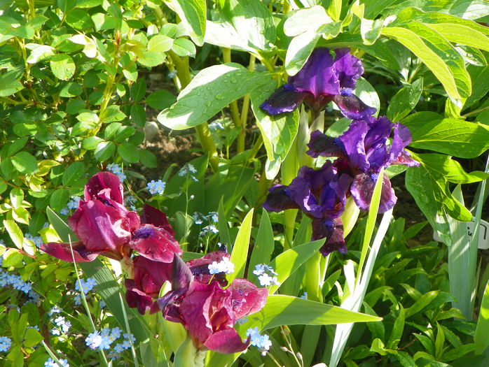 Bloodstone si Little Episode