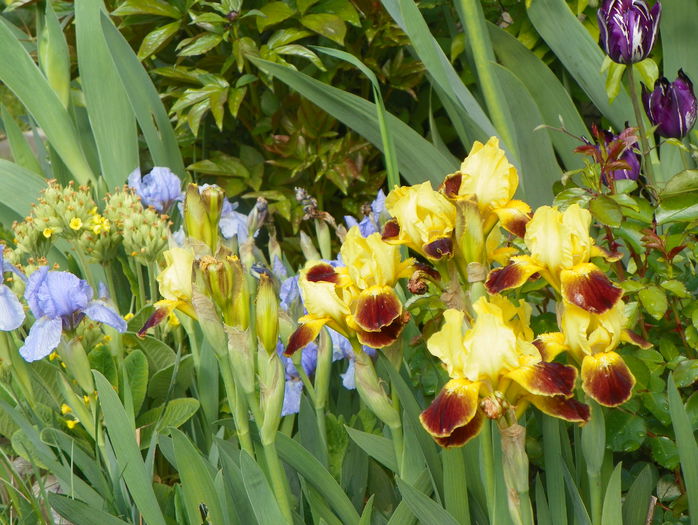 Watercolour si Azurea