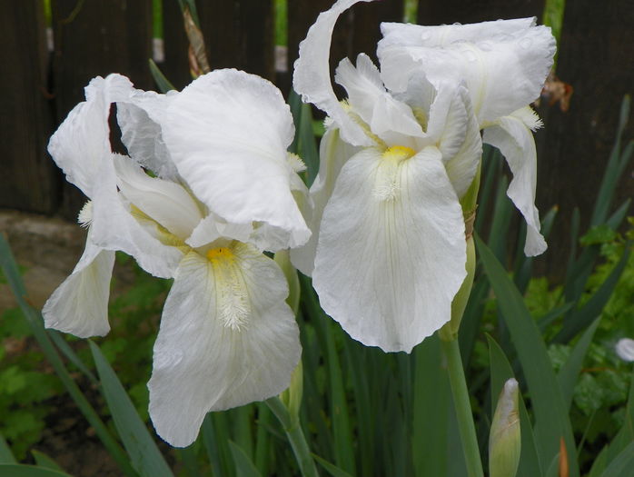 iris florentina
