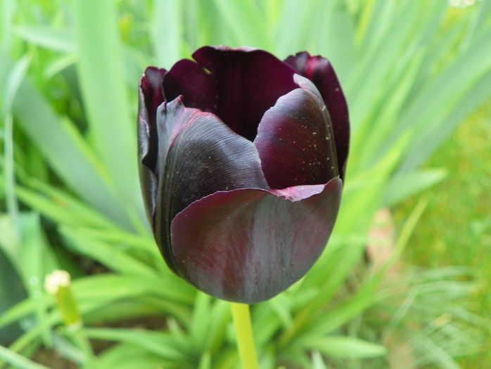 tulipa Queen of Night - Primavara 2015