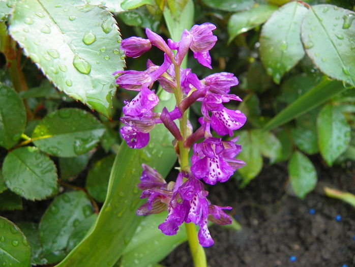 orchis morio - Primavara 2015