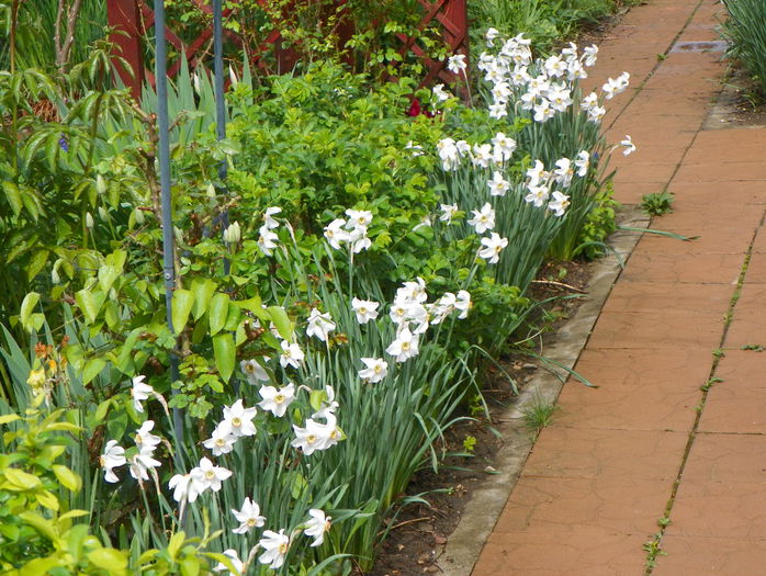 aleea cu narcise - Primavara 2015