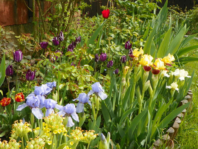 9 mai 016 - Primavara 2015