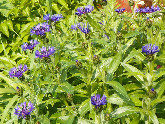 centaurea montana - Primavara 2015