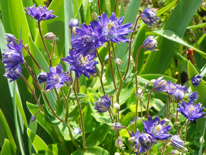 aquilegia Clementine Blue - Primavara 2015