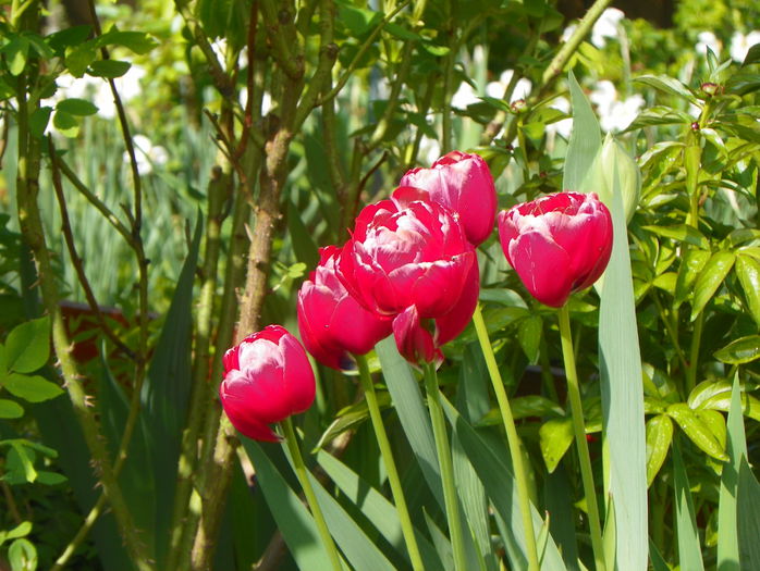 lalele Uncle Tom - Primavara 2015