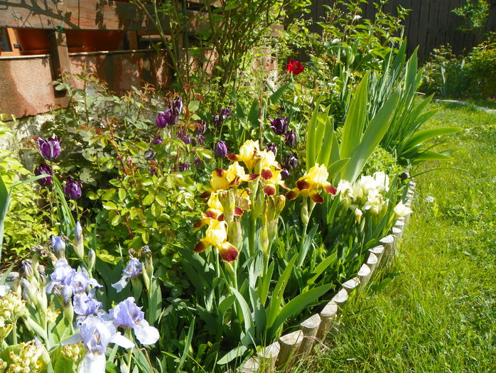 10 mai 016 - Primavara 2015