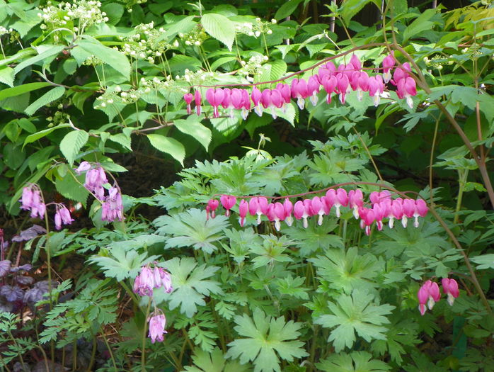 dicentra spectabilis - Primavara 2015