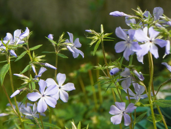 phlox divaricata - Primavara 2015
