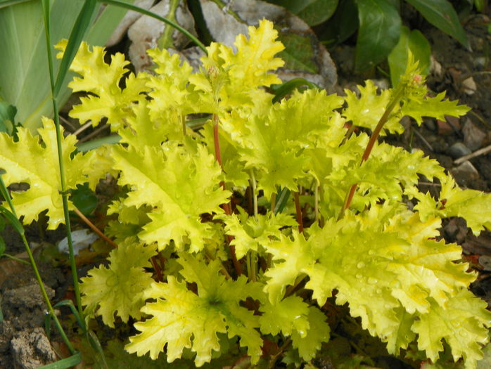 heuchera Pear Crisp - Primavara 2015