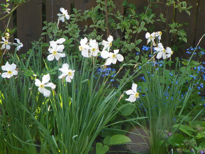 10 mai 049 - Primavara 2015