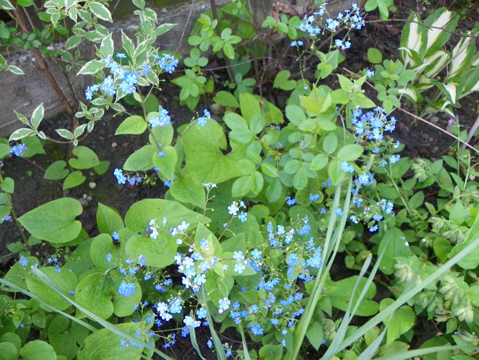 brunnera macrophyla - Primavara 2015
