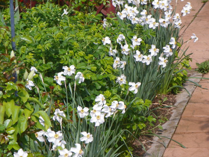 aleea cu narcise - Primavara 2015