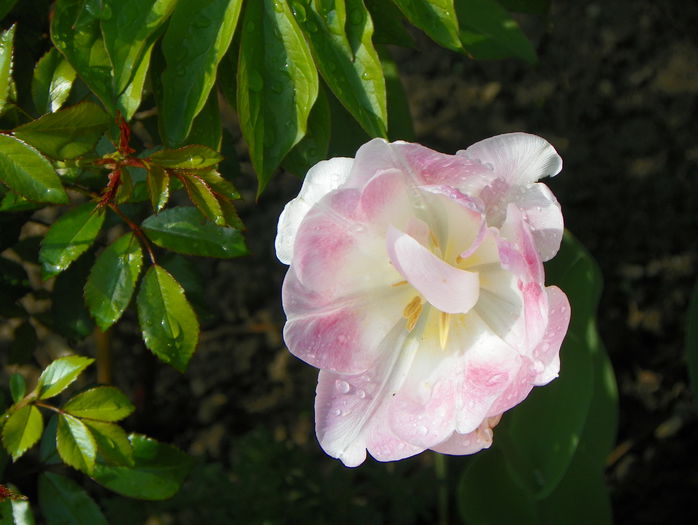 tulipa Angelique - Primavara 2015