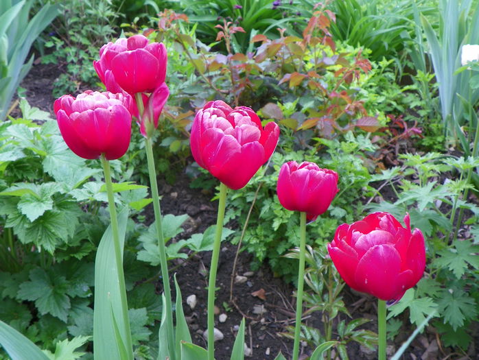 lalele Uncle Tom - Primavara 2015