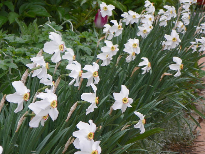 10 mai 073 - Primavara 2015