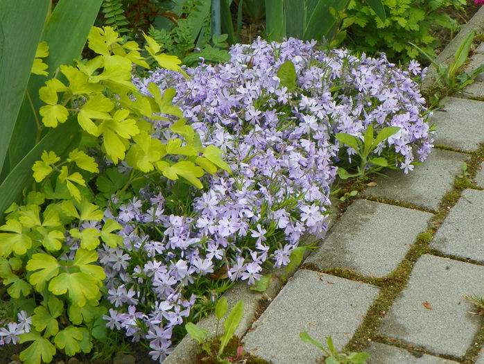 phlox sub. Emerald Blue - Primavara 2015