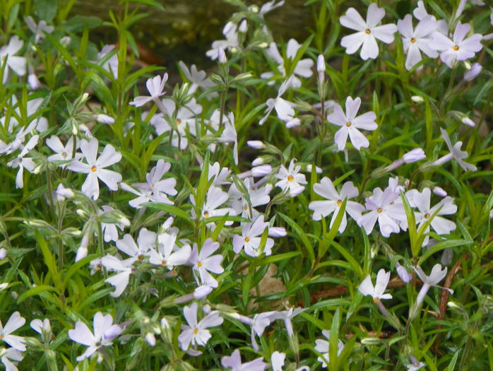 phlox sub. Early Spring Lavender - Primavara 2015
