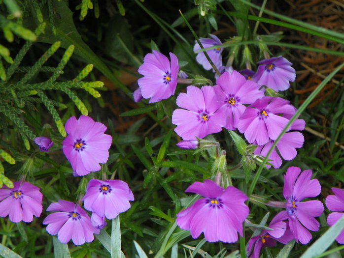 phlox sub. Early Spring Light Pink - Primavara 2015