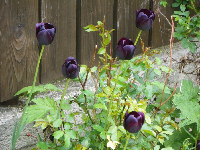 lalele Queen of Night - Primavara 2015