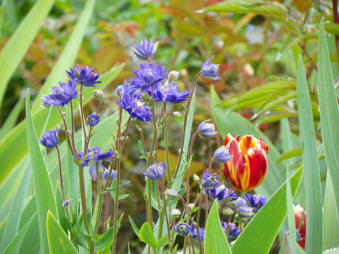 aquilegia Clementine Blue - Primavara 2015