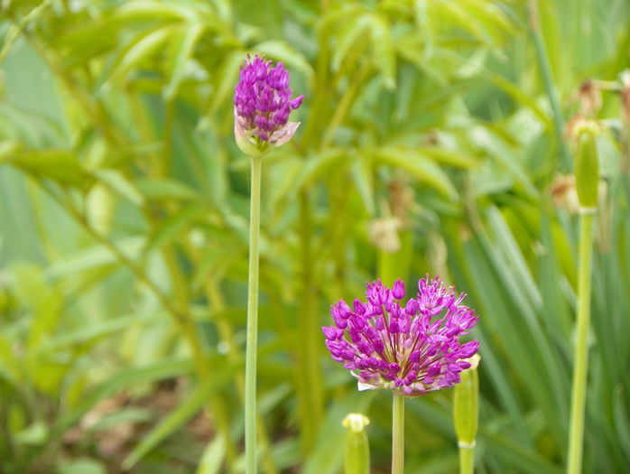 allium Purple Sensation - Primavara 2015