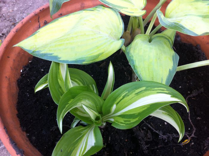 image - Hosta