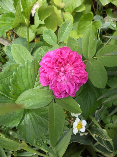 DSC03686