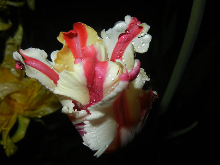 Tulipa Flaming Parrot (2015, April 27) - Tulipa Flaming Parrot