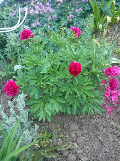 DSC_0033 - flori de gradina 2015