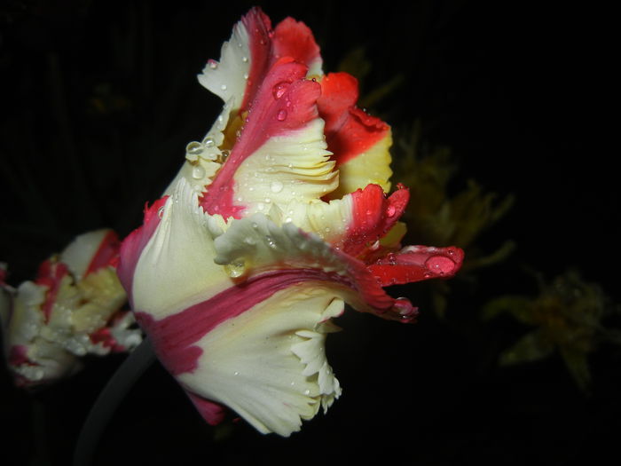 Tulipa Flaming Parrot (2015, April 27)