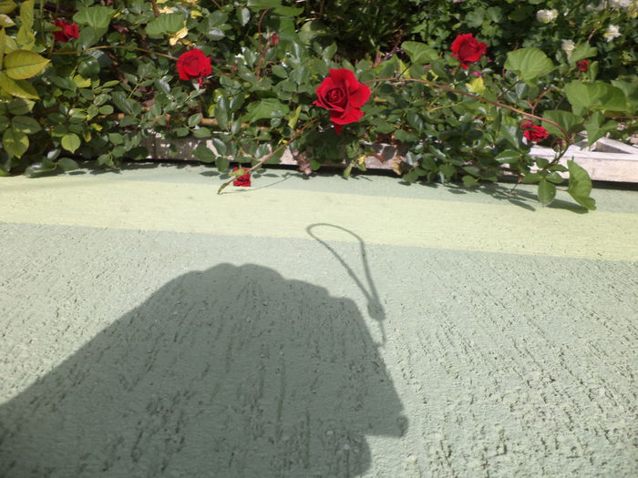 DSC03692 - ANUL 2015