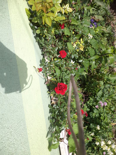 DSC03693 - ANUL 2015