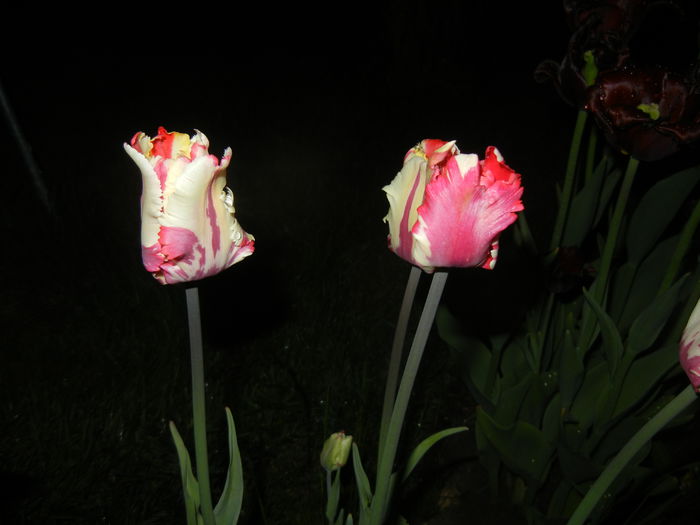 Tulipa Flaming Parrot (2015, April 27) - Tulipa Flaming Parrot