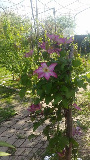 clematis asao