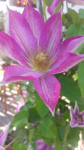 11208752_843775699035521_1496228094_n