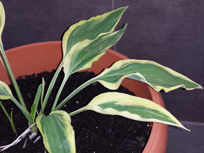 115 - HOSTA - 2015 - 2020