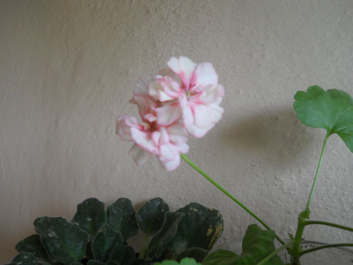 DSCN7579