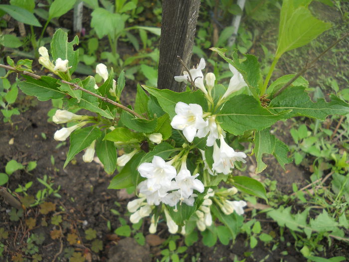 Weigela